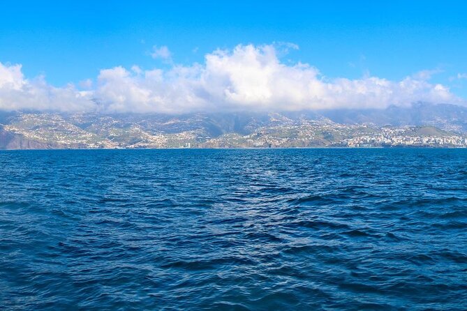 Hop-on Hop-off Bus Tour and Catamaran Whale & Dolphin Watching - Hop-on Hop-off Bus Tour