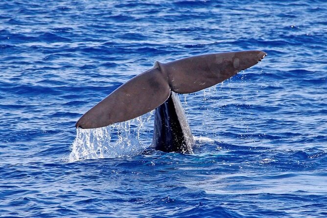 Hop-on Hop-off Bus Tour and Catamaran Whale & Dolphin Watching - Accessibility and Policies