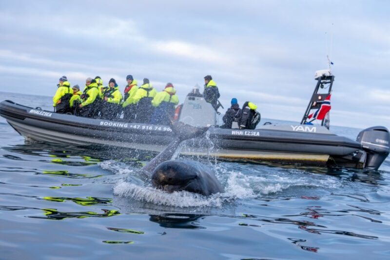 Hop-On/Hop-Off to 30 Places With the Arctic Route in Norway - Scenic Ferries Included