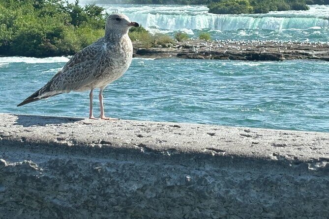 Hornblower Boat and Walking Tour of Niagara Falls - The Sum Up