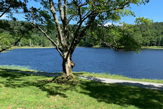 Horse and Carriage Ride Through Moses H. Cone Park - Historical Manor Sights