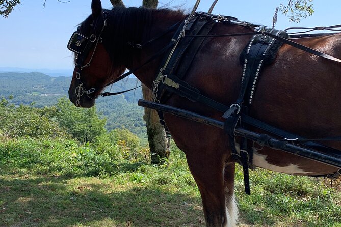 Horse and Carriage Ride Through Moses H. Cone Park - Blue Ridge Parkway Vistas
