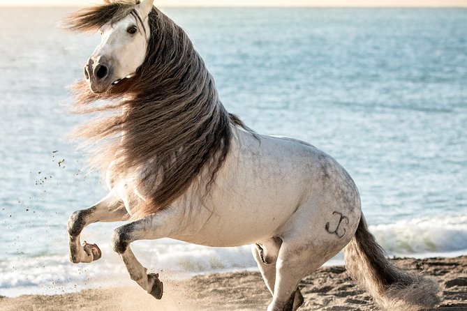 Horse and Flamenco Show in Malaga - Accessibility Information