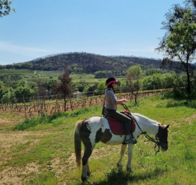 Horse Back Riding + Wine Tasting in the Maures Forest - Scenic Landscapes