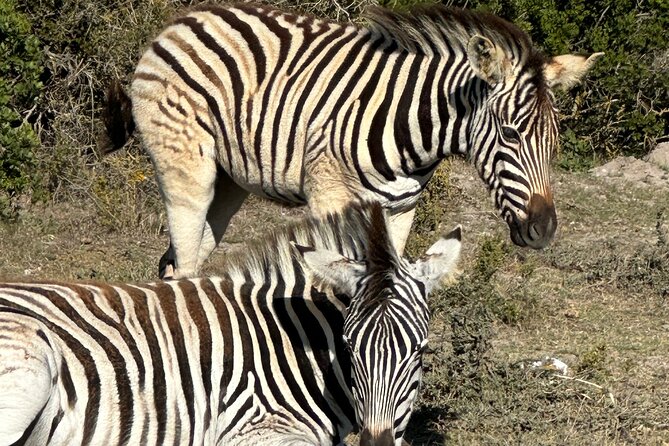 Horse Back Safari on the West Coast - Overview of the Activity