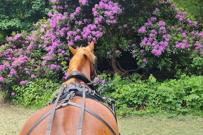 Horse Drawn Carriage Ride York - Accessibility and Transportation