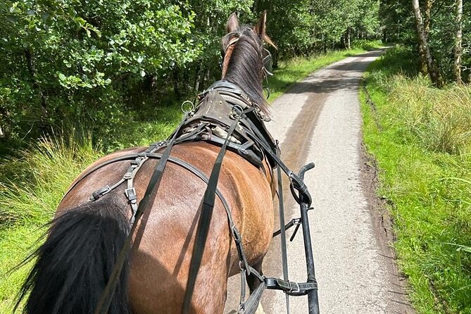 Horse-Drawn Carriage Tours in Killarney - Exceptional Tour Guide Praises