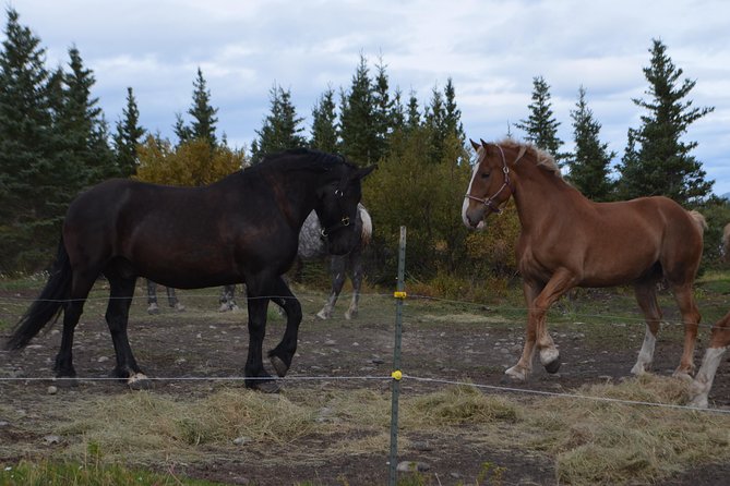 Horse-Drawn Covered Wagon Ride With Backcountry Dining - Accessibility Considerations