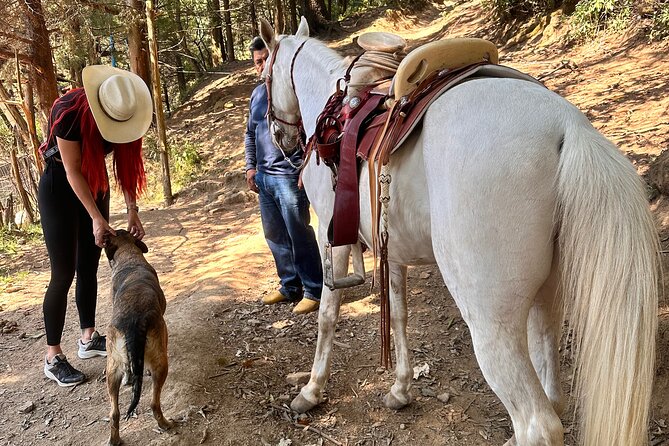 Horse Experience With My Family - Accessibility and Restrictions