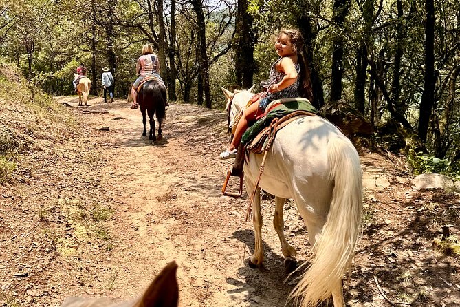 Horse Experience With My Family - Positive Reviews and Recommendations