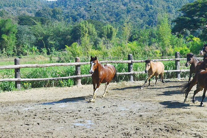 Horse Lesson+Riding+Wat Tonkwen Wooden Temple.Chiangmai - Scenic Mountain Views