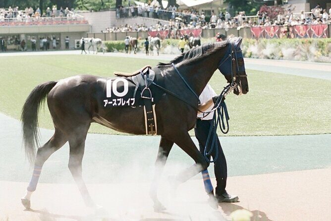 Horse Racing Tour with Local Fans in Tokyo Racecourse - Who Will Love This Experience?