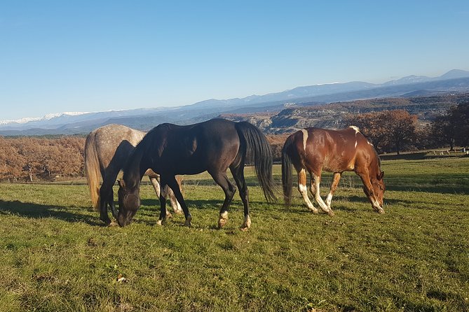 Horse Ride in Haute Provence, Luberon, and Forcalquier - Small-Group Tours With Safety Helmets