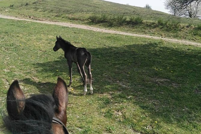 Horse Ride in the Mugello (Transfer From / to Florence) and Tuscan Aperitif - Plan Your Tuscan Adventure