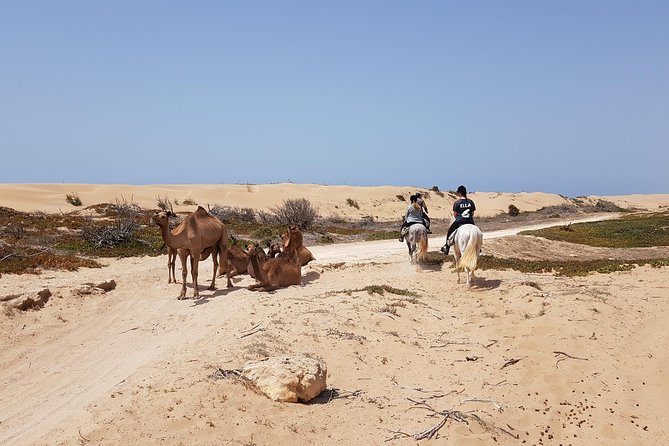 Horse Ride on the Beach in Essaouira - Riding Lessons for Beginners