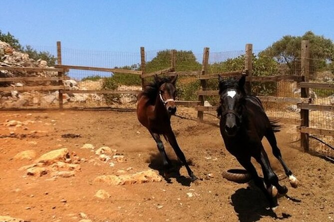 HORSE RIDING 1.5 Hours Mountains From Area Hersonissos CRETE - Participation Requirements