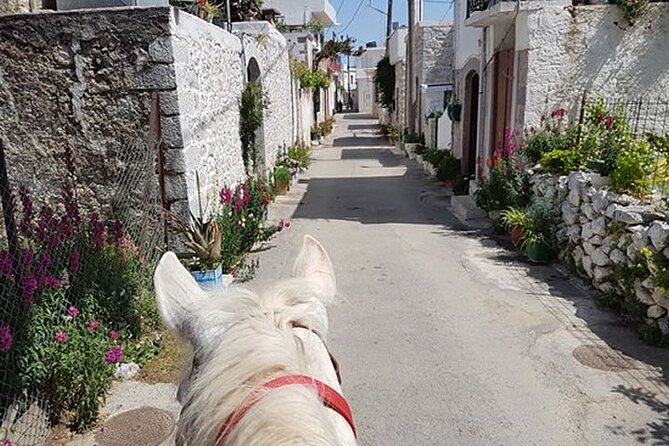 HORSE RIDING 1.5 Hours Mountains From Area Hersonissos CRETE - Additional Details