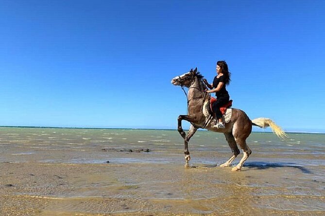 Horse Riding at Red Sea Desert and Sea From Sharm - Expectations and Considerations