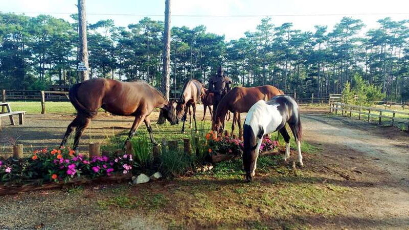 Horse Riding Course in Mang Den With Pickup and Drinks - Course Structure and Instruction