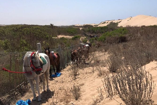 Horse Riding in Agadir National Park - Inclusions and Safety