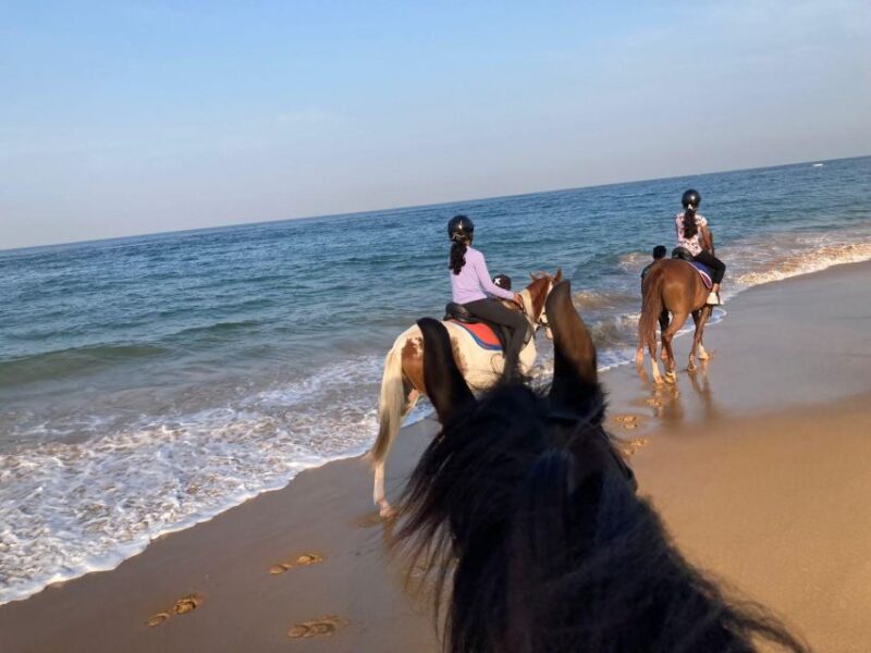 Horse Riding in Mount Lavinia - Participant Information