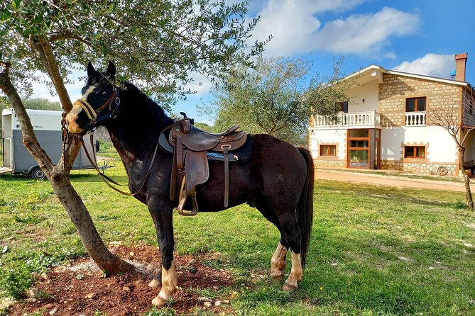 Horse Riding in the Gargano National Park - Pricing and Booking Details