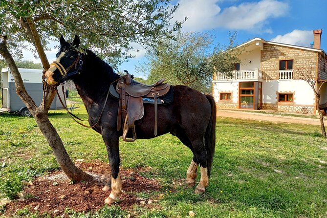 Horse Riding in the Gargano National Park - Highlights of the Activity