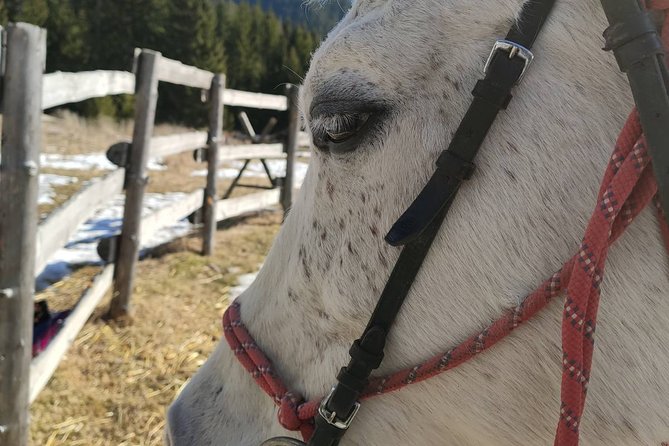 Horse Riding in the Heart of the Rhodope Mountains - Hvoyna - Meeting Information