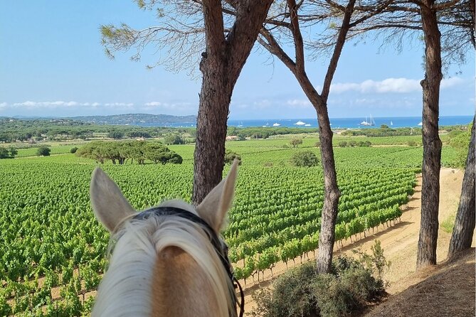 Horse Riding in the Vineyards of Ramatuelle + Wine Tasting - Inclusions and Exclusions