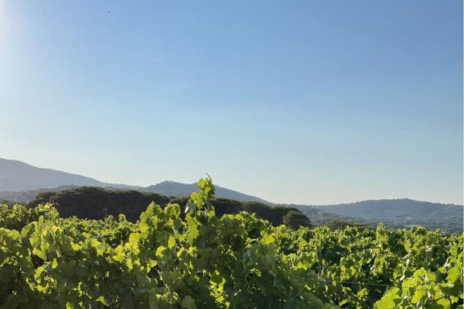 Horse Riding in the Vineyards of Ramatuelle + Wine Tasting - Confirmation and Authenticity