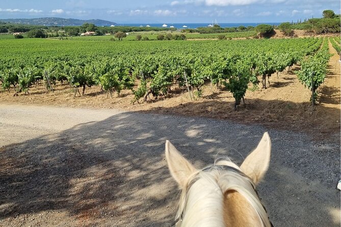 Horse Riding in the Vineyards of Ramatuelle + Wine Tasting - Questions About Staying Here
