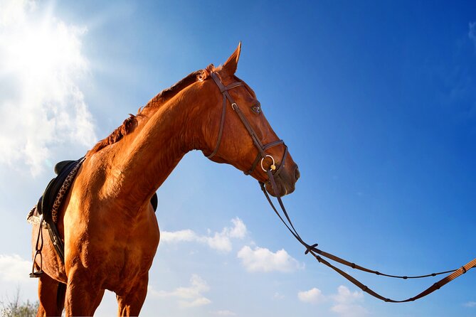 Horse Riding on the Beach in Side - Key Considerations