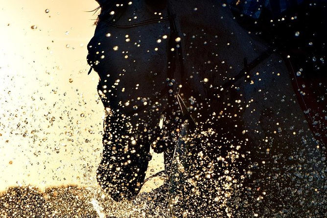 Horse Riding on the Beach, Rhodes - Feedback From Reviewers