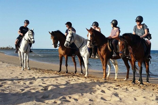 Horse Riding on the Beach With Transfer From Sharm El Sheikh - Pricing and Discounts