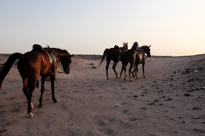Horse Riding on the Beach With Transfer From Sharm El Sheikh - Environmental Fees and Policies