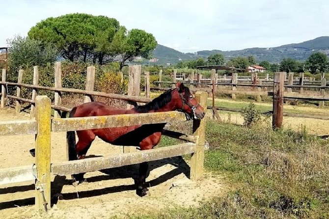 Horse Riding Small Group Near Lucca - Inclusions