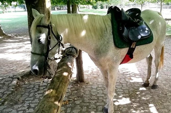 Horse Riding Small Group Near Lucca - Reviews and Feedback