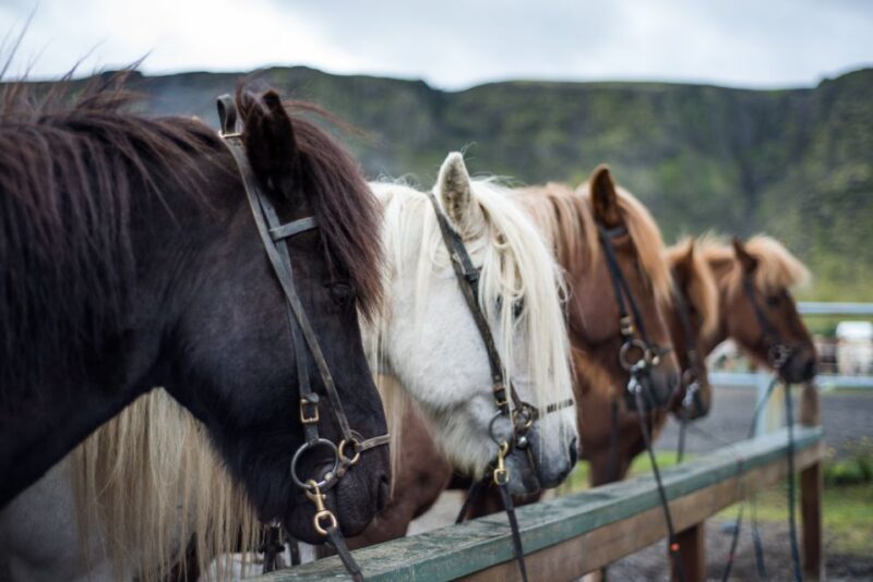 Horse Riding Tour in Reykjadalur (Hotspring Valley) - Not Allowed