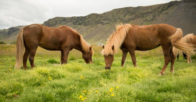 Horse Riding Tour in Reykjadalur (Hotspring Valley) - Contact Information