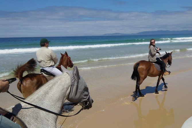 Horse Riding Tour on the Beach Lisbon Region - Exploring Comportas Beaches