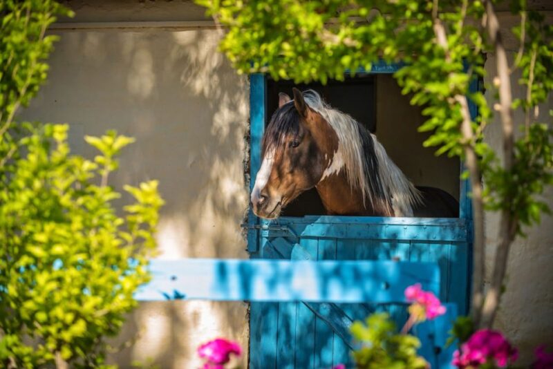 Horse Riding With Lunch in the Mountains Near Heraklion - Customer Reviews