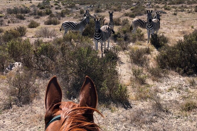 Horse Safari & Beach Ride Western Cape - Tour Schedule