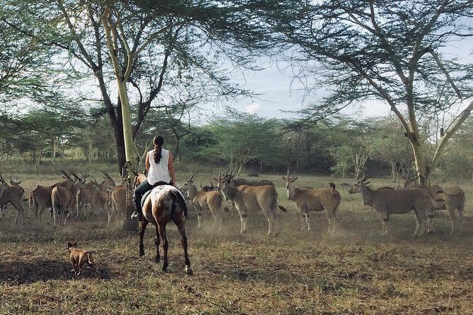 Horse Safaris in Tanzania - Booking and Accessibility