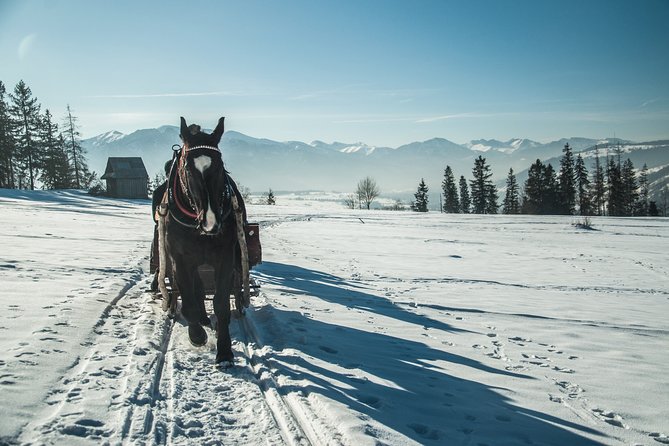 Horse Sleigh Ride in the Polish Countryside, Private Tour From Krakow - Exploring the Snowy Landscape