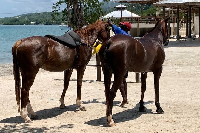 Horseback Ride N Swim With Private Transportation From Montego Bay - Booking Details