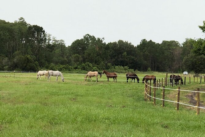 Horseback Ride on Scenic Lake Louisa Trails - Booking and Cancellation Policies