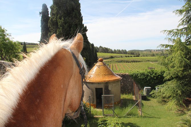 Horseback Ride, Penedés, Wine Tasting & Tapas Lunch - Notable Comments