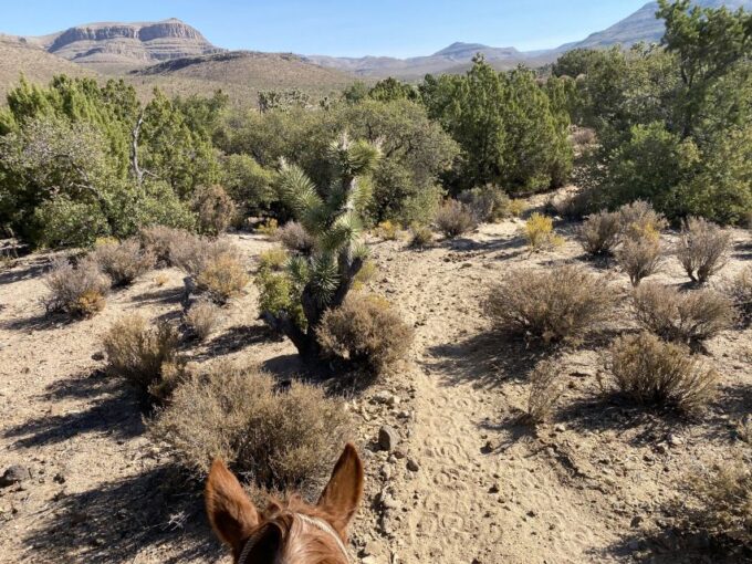 Horseback Ride Thru Joshua Tree Forest With Buffalo & Lunch - Booking and Cancellation
