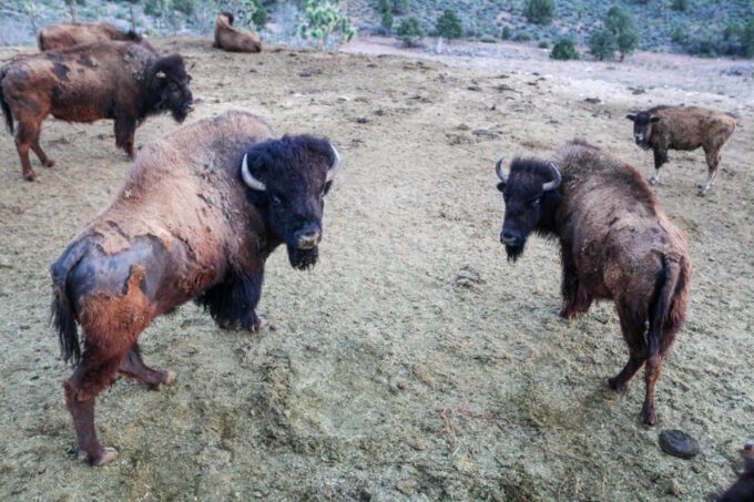 Horseback Ride Thru Joshua Tree Forest With Buffalo & Lunch - Explore the Joshua Tree Forest