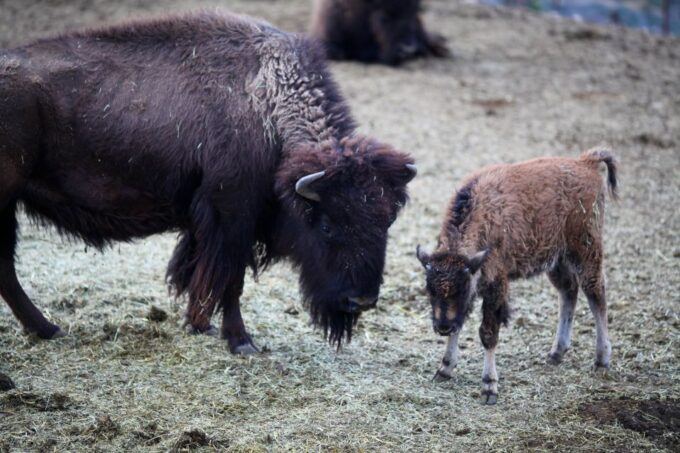 Horseback Ride Thru Joshua Tree Forest With Buffalo & Lunch - Frequently Asked Questions